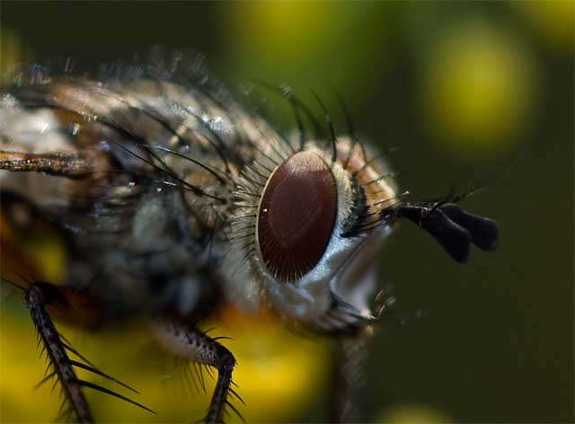 Tachinidae